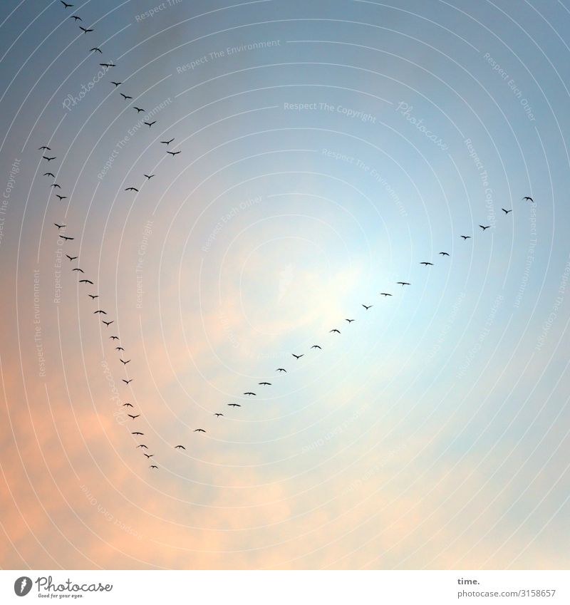 southern route Nature Sky Clouds Beautiful weather Bird Flock of birds Formation flying Goose Flying Willpower Determination Safety Protection