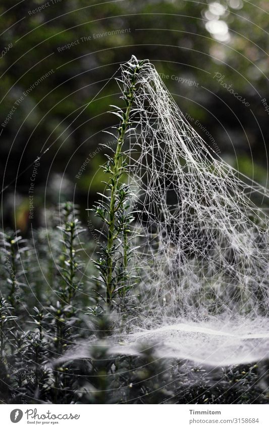 spider's web Spider threads Spider's web Net Nature Close-up Green Hedge Exterior shot