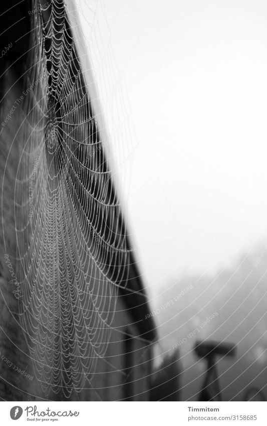 Spider web in front of garage wall, behind traffic signs, forest and sky Spider's web Fine lines Building Wall (building) Roof Gray Gloomy Background blurred