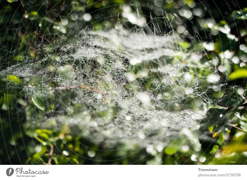 The spiders are spinning... Spider's web Spider Thread Spin Nature bush leaves Green Light Shadow dew drops Damp Net naturally Shallow depth of field
