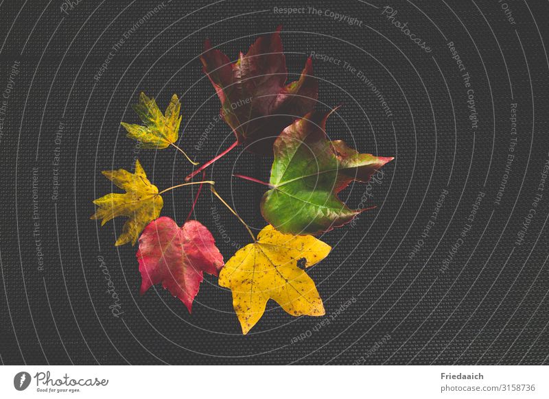 The colours of autumn Nature Autumn Tree Leaf Observe Discover Relaxation To fall To dry up Fantastic Natural Multicoloured Acceptance Colour Hope Creativity