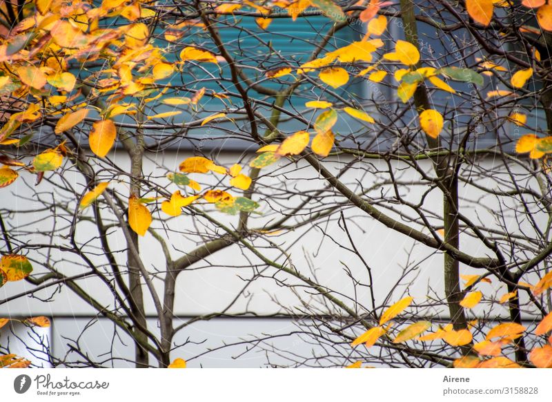 Autumn in the city | UT Hamburg Tree Autumn leaves Branch Facade To fall Dark Simple Town Orange Turquoise White Environment Time Clarity Thin Few Colour photo