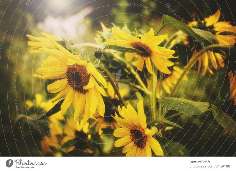 sunflowers Environment Nature Landscape Plant Flower Leaf Blossom Agricultural crop Sunflower Faded Esthetic Authentic Fragrance Elegant Large Beautiful Yellow