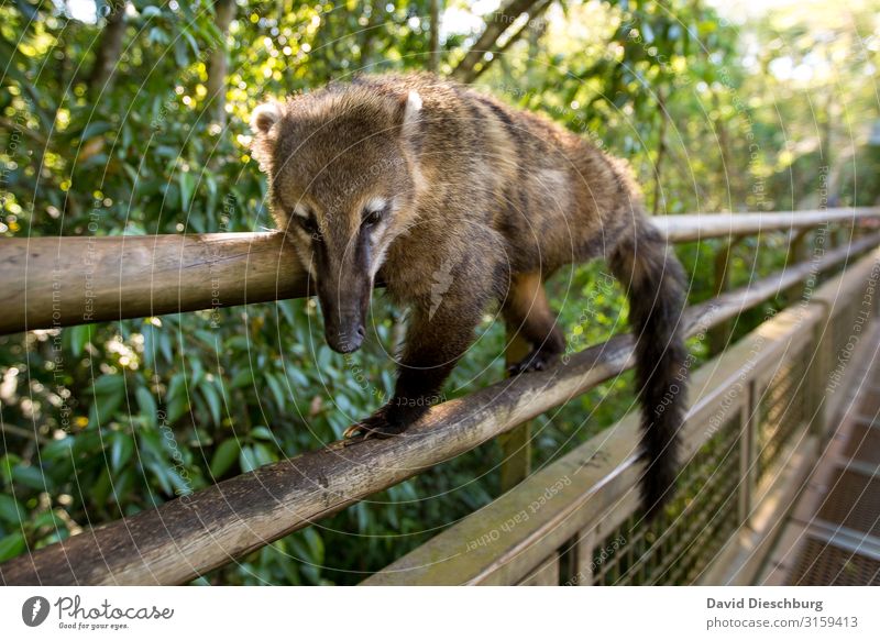 Sloth in a coatis Vacation & Travel Expedition Nature Beautiful weather Plant Forest Virgin forest Wild animal 1 Animal Adventure Relaxation Brazil Coati