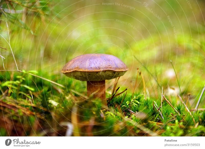 Delicious mushroom Environment Nature Landscape Plant Elements Autumn Grass Moss Meadow Forest Bright Near Natural Warmth Brown Green Mushroom Mushroom cap