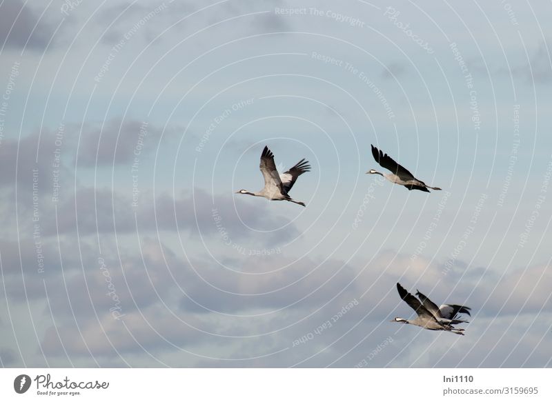 Group of cranes flying in the sky with clouds Landscape Sky Clouds Autumn Beautiful weather Field Wild animal Bird Grand piano Group of animals Flying