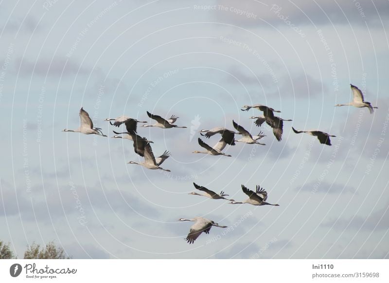 Group of cranes flying in the sky with clouds Nature Air Autumn Beautiful weather Field Wild animal Bird Grand piano Group of animals Flying Blue Gray Black
