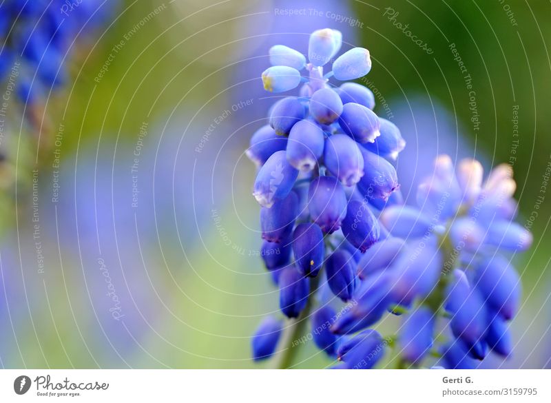 two bright blue grape hyacinths with blurred background in blue-green Nature Spring Flower Garden Illuminate Blue Life Colour Spring flower Muscari Beautiful