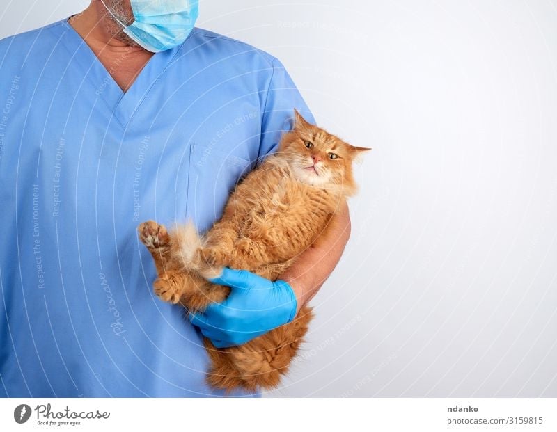 Veterinarian in blue uniform and sterile latex gloves Body Health care Medical treatment Illness Medication Doctor Hospital Human being Man Adults Hand Animal