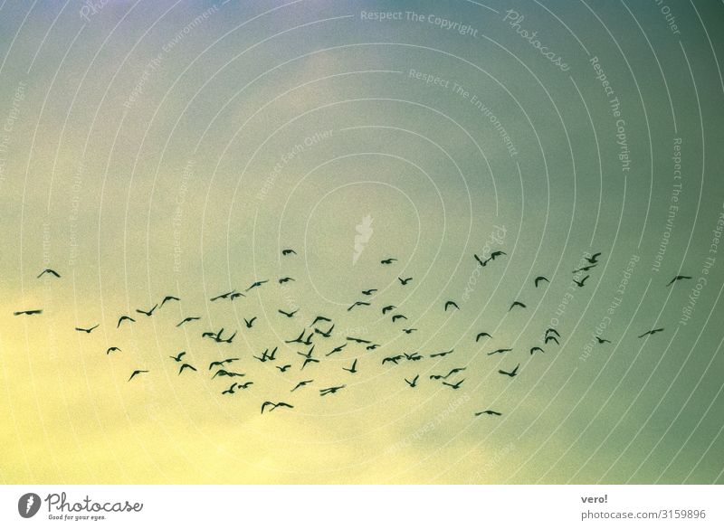 When the birds move on Freedom Summer Air Sky Bird Flock Observe Flying Vacation & Travel Together Infinity Natural Blue Yellow Green Longing Wanderlust Peace