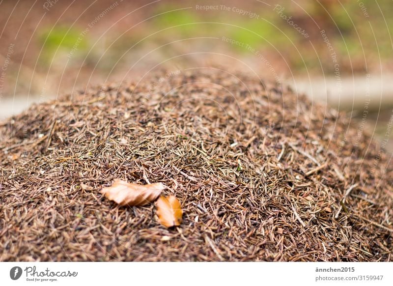 Ant-hill in the middle of the forest ants animals Nature Forest Exterior shot leaves Leaf Brown anthill fir needles Green