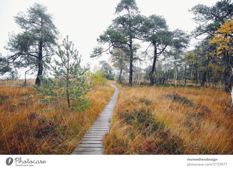 Hohes Venn Belgium path Lanes & trails High venn Nature