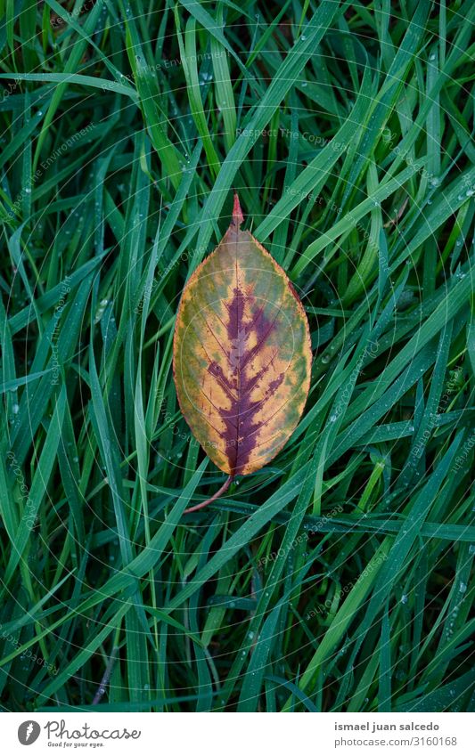 yellow tree leaf on the grass in autumn, autumn colors Leaf Yellow Loneliness Isolated (Position) Ground Nature Natural Exterior shot Neutral Background
