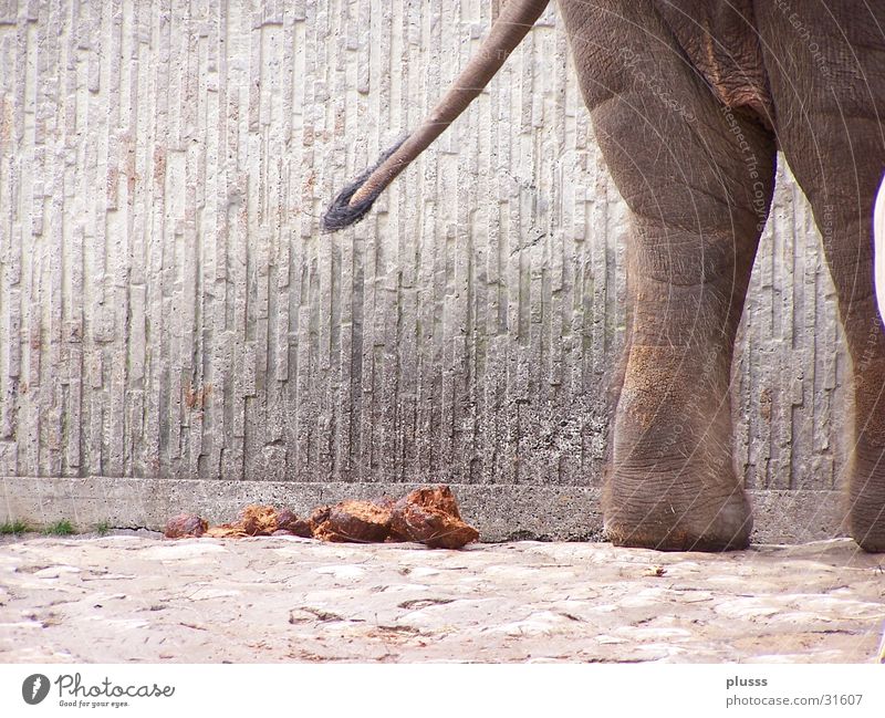 Business done! Elephant Zoo Swinishness Manure heap Feces