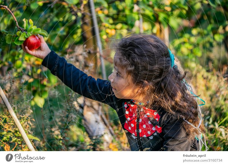 Apple harvest | girl picks a red apple Food Fruit Nutrition Vegetarian diet Living or residing Garden Feminine Child Girl 1 Human being 3 - 8 years Infancy