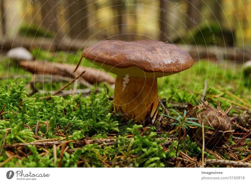 Mushroom - Chestnut boletus - Brown cap Food Vegetable Mushroom picker Nutrition Lifestyle Environment Nature Landscape Forest Delicious