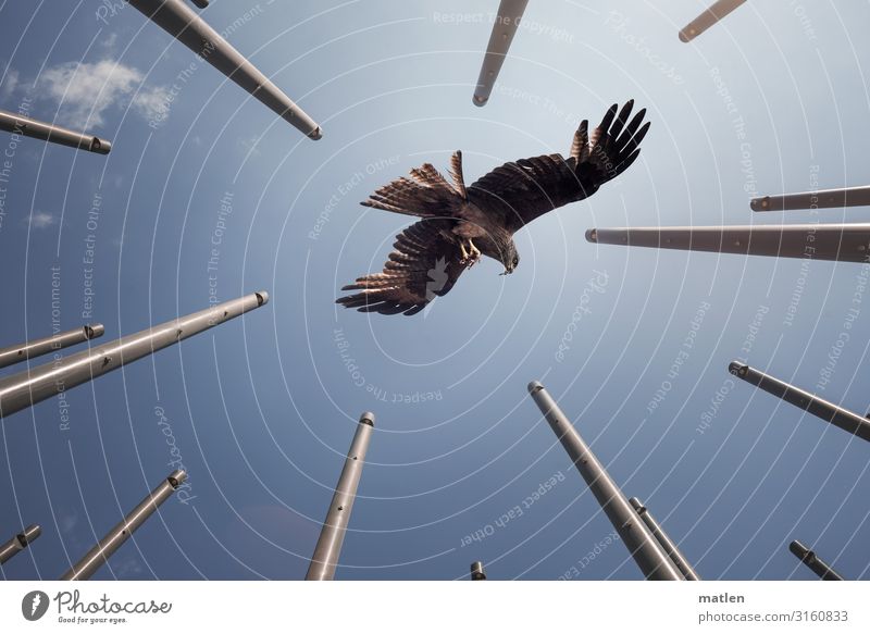 Buzzard seeks landing place bird of prey Common buzzard Flying Sky Cloudless sky poles Animal portrait Full-length Prey To feed