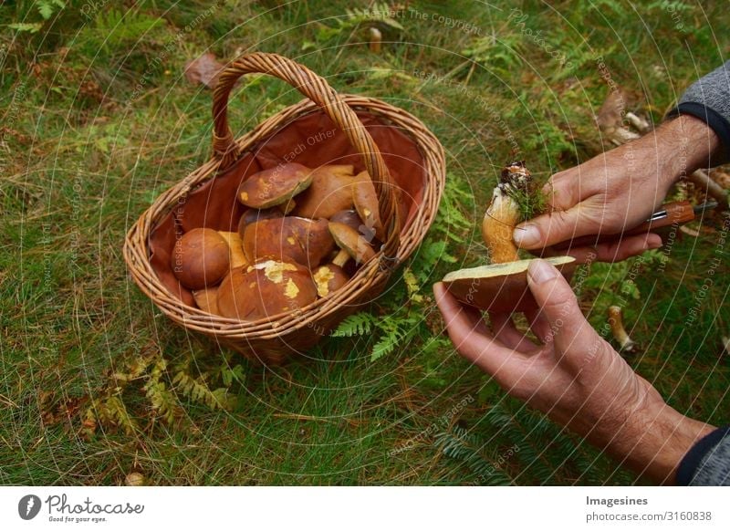 Mushrooms in basket Food Vegetable Nutrition Lifestyle Mushroom picker mushroom pick Human being Masculine Hand 1 45 - 60 years Adults Environment Nature Forest