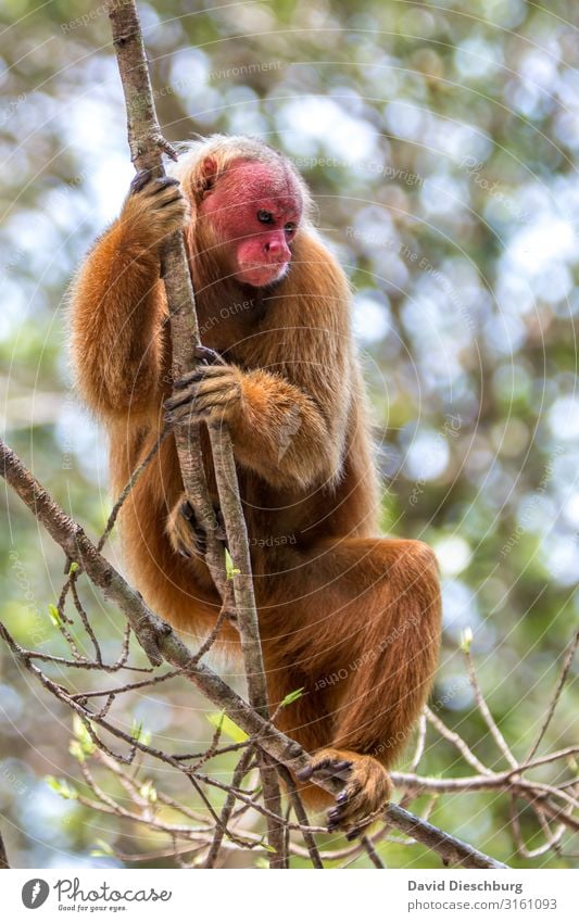 Red Uakari Vacation & Travel Tourism Adventure Expedition Nature Beautiful weather Plant Tree Virgin forest Wild animal Animal face Pelt 1 Sadness Survive