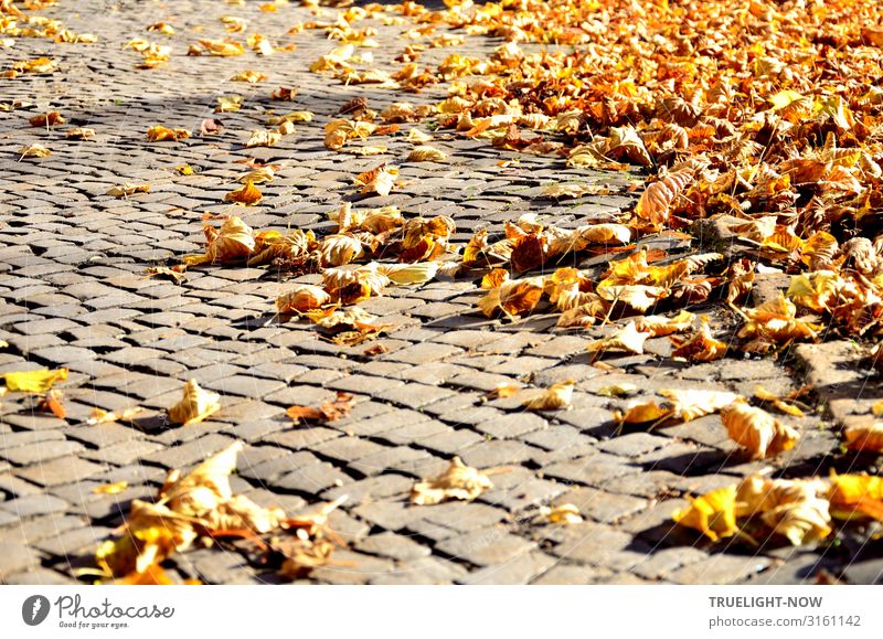 Dry leaves on paving stones in the autumn sun Environment Nature Autumn Beautiful weather Autumn leaves Old town Marketplace Street Paving stone Pavement Brown