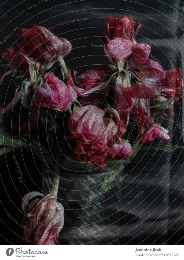 Withered flowers Painting and drawing (object) Environment Nature Flower Tulip Vase Glass Pink Disappointment Exhaustion Decline Past Transience Lose Faded