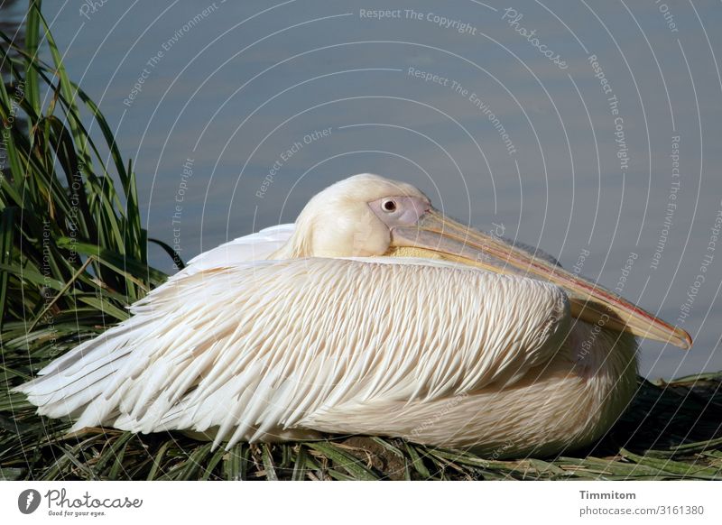 1600. All right, all right. Environment Nature Animal Pelican Sit Wait Natural Blue Green White Emotions Serene Patient Calm Lake Nest Colour photo