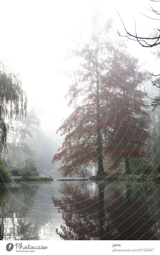 in the morning in the park Nature Autumn Fog Tree Lake Cold Natural Serene Calm Spa gardens Bad Orb Colour photo Exterior shot Deserted Copy Space top