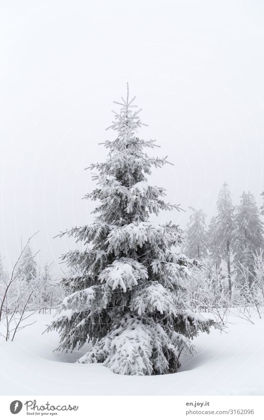 is also beautiful Nature Landscape Sky Winter Bad weather Fog Ice Frost Snow Tree Fir tree Coniferous trees Cold White Climate Winter forest Winter mood