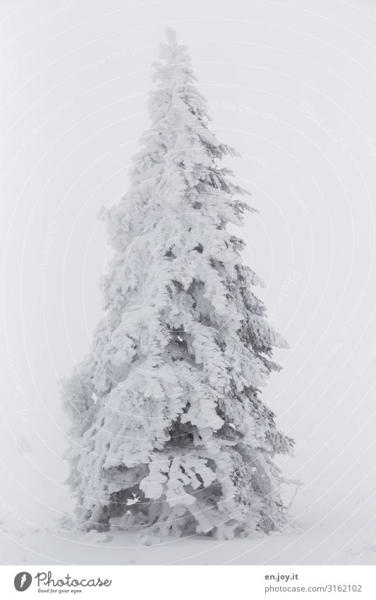 soon... Nature Weather Bad weather Fog Ice Frost Snow Tree Coniferous trees Fir tree Cold White Climate Winter Christmas & Advent Christmas tree Winter forest