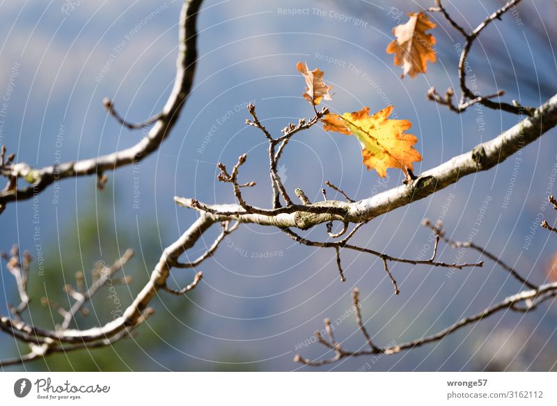 autumn thoughts Nature Plant Autumn Tree Leaf Hill Rock Hang Natural Multicoloured Yellow Longing Saxon Switzerland Autumn leaves Autumnal To hold on Oak tree