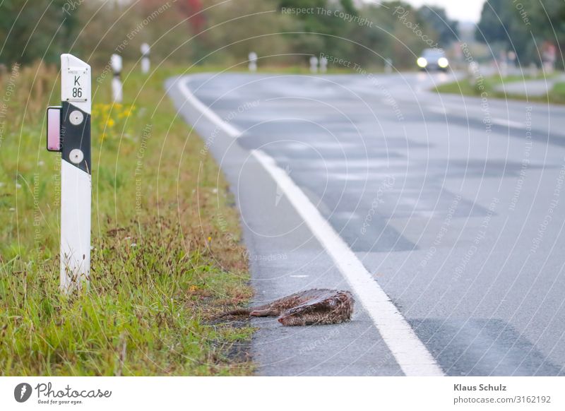 Wildunfall mit Nutria Wild animal Rehe Strasse Verkehr Rasen Tot Überfahren