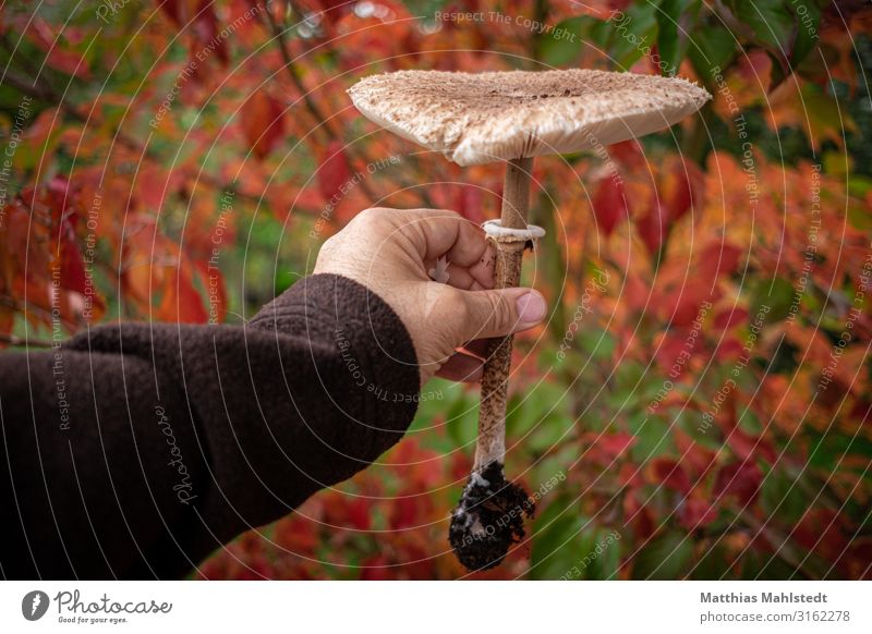 Parasol mushroom in the hand Man Adults Arm Hand 45 - 60 years Environment Nature Plant Autumn Touch Fresh Delicious Natural Brown Red Colour photo