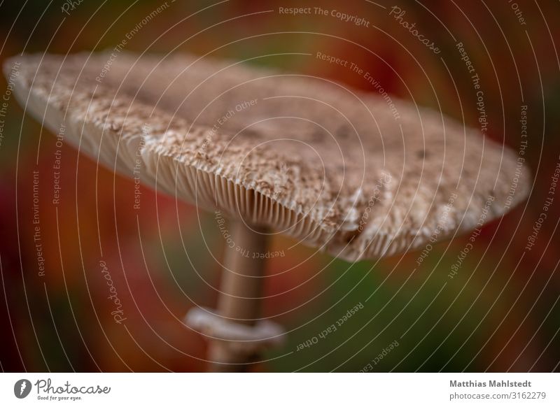 parasol mushroom Environment Nature Plant Autumn Mushroom Parasol mushroom Fresh Healthy Delicious Natural Brown Green Red Colour To enjoy Colour photo