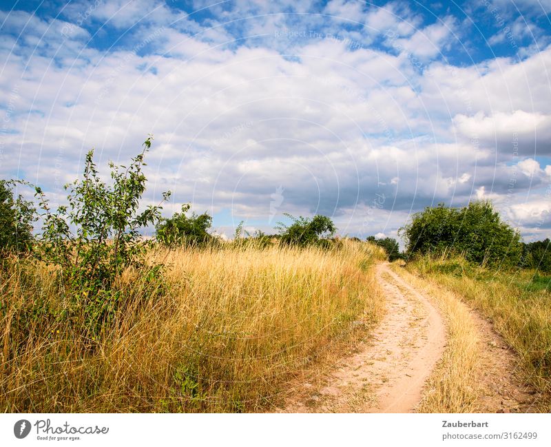 Summer path with grass and trees and blue sky invites for a walk Summer vacation Hiking Nature Landscape Sky Clouds Climate Beautiful weather Grass Bushes Field