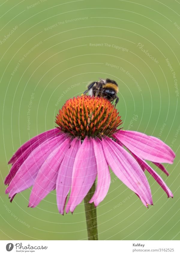 Bumblebee on sun hat Nature Plant Animal Summer Flower Blossom Purple cone flower Wild animal Bee Insect Bumble bee 1 Esthetic Green Pink Red Appetite Colour