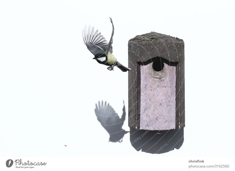 Great Tit leaves nest box Aviation Environment Animal Detached house Airplane Bird Tit mouse 1 Animal family Flying Feeding Living or residing Gray