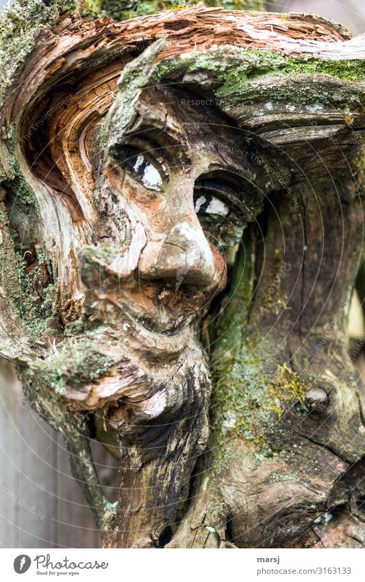 The hairstyle sits Human being Head Eyes Work of art Sculpture Wood Old Observe Exceptional Creepy Brown Monitoring Camouflage Moss Derelict Colour photo