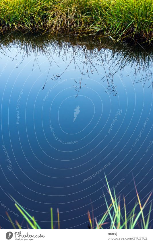 grasses, which are reflected in a small body of water with a dark blue surface Beautiful Harmonious Calm Surface of water Water reflection Reflection Contrast