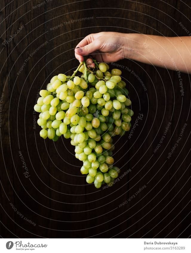 A big bunch of green grapes in the hand of a woman Sweet Fresh Juicy Healthy Dessert Food Nature Green Harvest Diet Mature vegetarian Vineyard Agriculture
