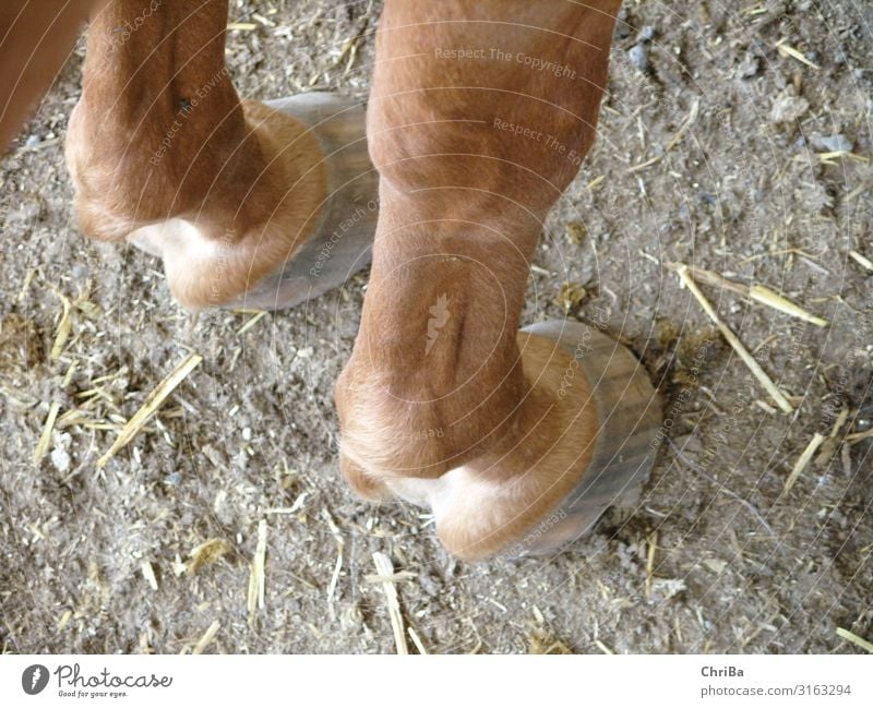 Front legs of horse, sorrel, unshod Horse forelegs fetlock Hooves from above Bird's-eye view long Elegant Slim getaway animal Blacksmith hoofer hoof orthopedist