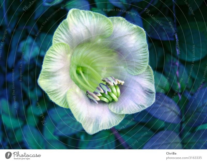 passion flower Environment Nature Plant Spring Blossom Wild plant Exotic Passion flower Garden Park Esthetic Disgust Feminine Green Violet Emotions Happy Hope