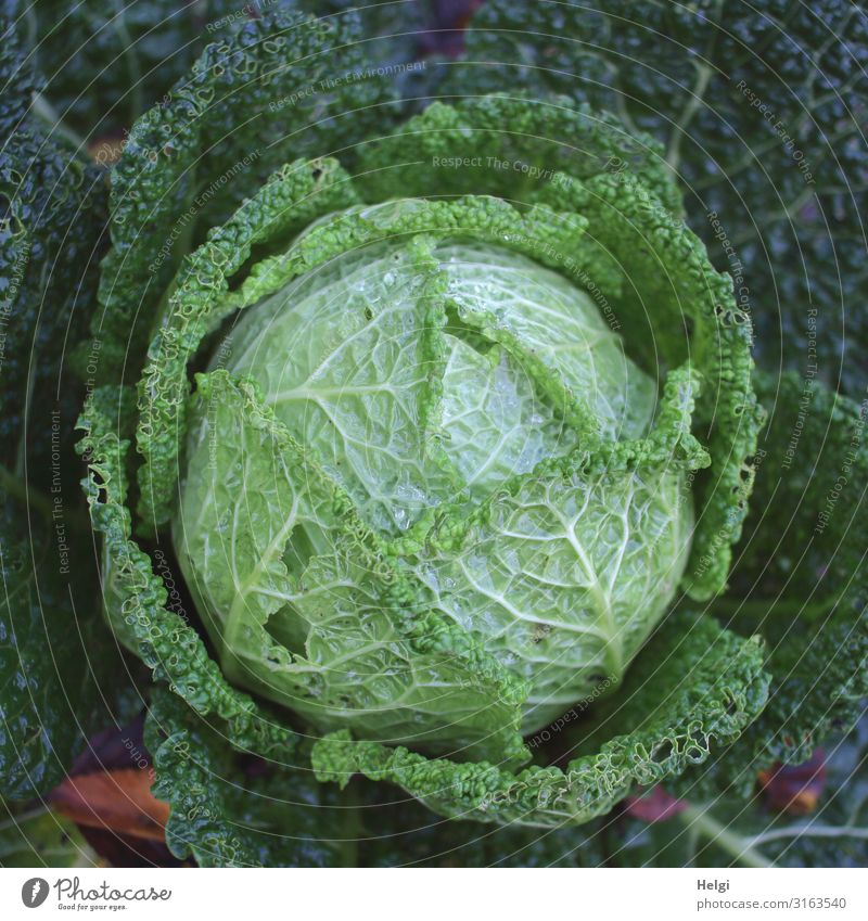 Organic savoy cabbage with eaten leaves from a bird's eye view Food Vegetable Savoy cabbage Cabbage Nutrition Lunch Organic produce Vegetarian diet Environment