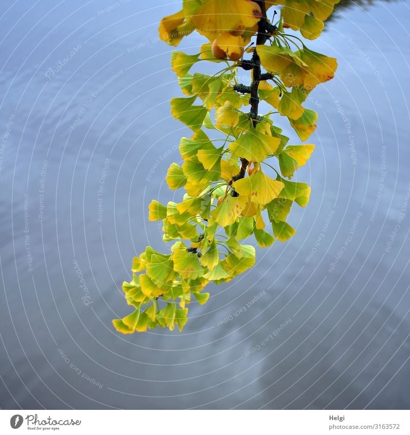 Branch of a ginkgo tree with yellow-green coloured autumn leaves in front of water Environment Nature Plant Water Autumn Beautiful weather Tree Leaf Ginko Twig