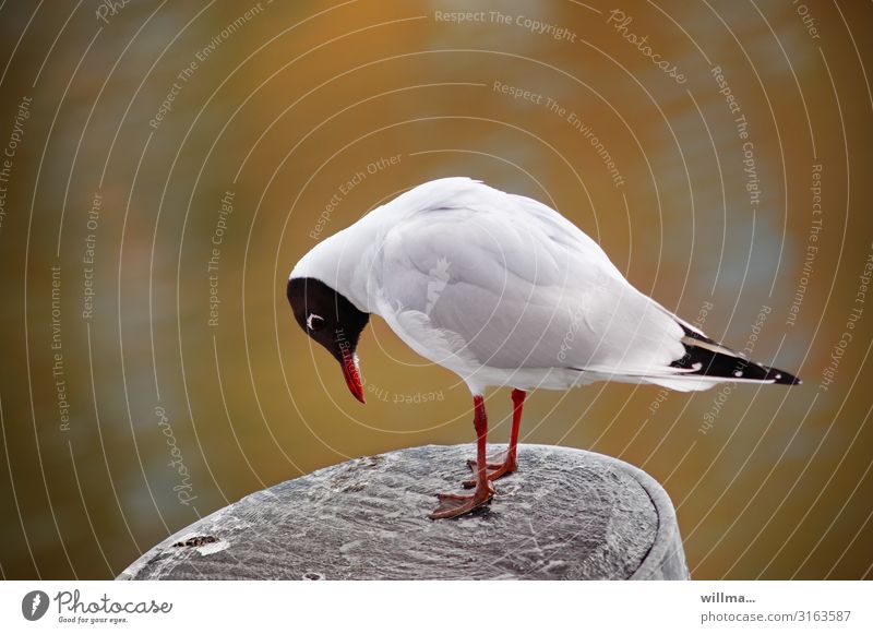 Seagulls also have depression Black-headed gull 1 Bird Observe Stand Funny Humble Sadness Disappointment Exhaustion Remorse Frustration Break water Bollard