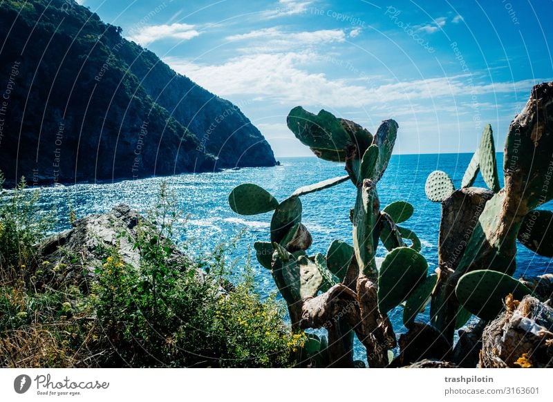 Italian Coast Summer Riomaggiore Italy Europe Village Vacation & Travel Cinque Terre Cactus Ocean Rock Colour photo