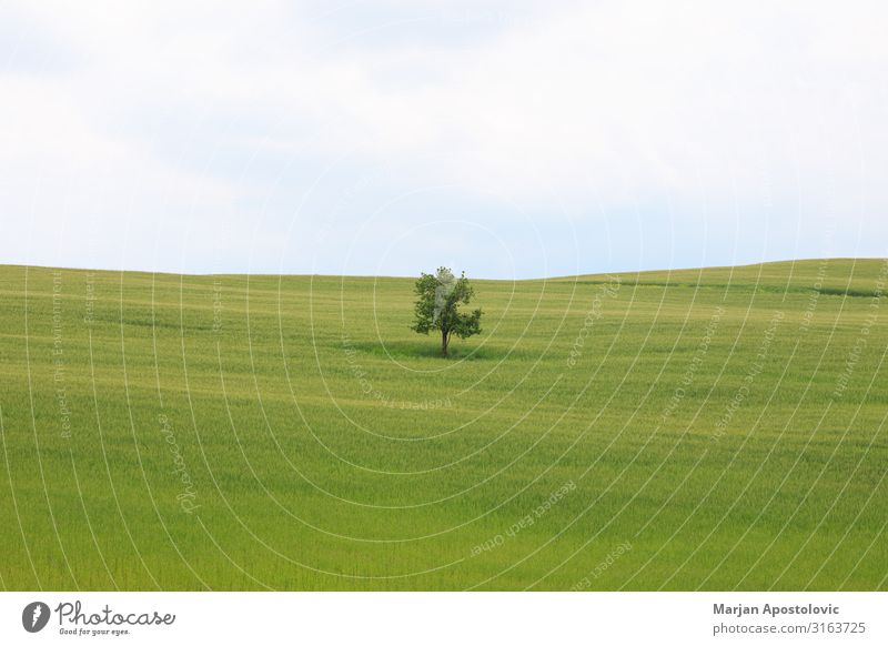 Single tree in green grass field Environment Nature Landscape Plant Horizon Spring Summer Tree Grass Meadow Field Tuscany Italy Europe Fresh Infinity Beautiful