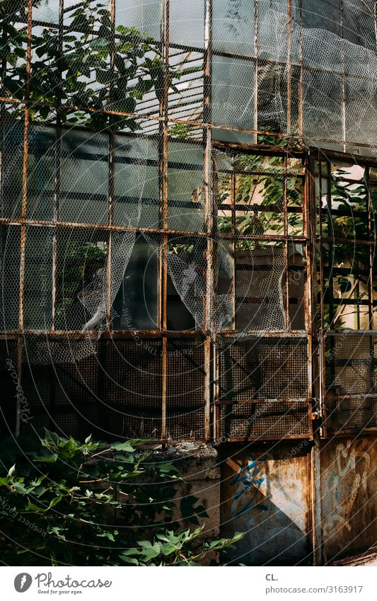 greenhouse Environment Nature Plant Exotic Park Greenhouse Old Esthetic Decline Transience Growth Change Time Destruction Rust Botanical gardens Botany