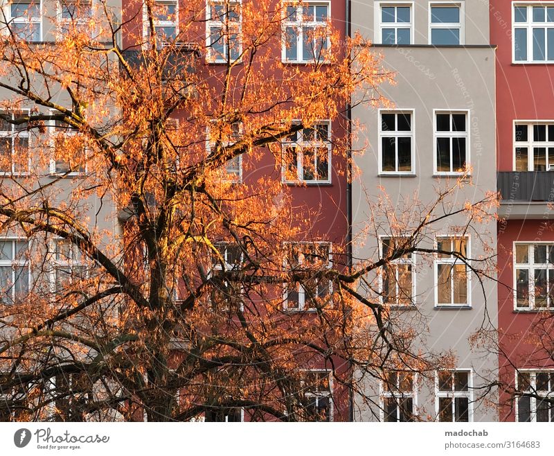 Red is the new green Autumn Tree Town House (Residential Structure) Facade Window Orange Unwavering Orderliness Climate Sustainability Transience Growth