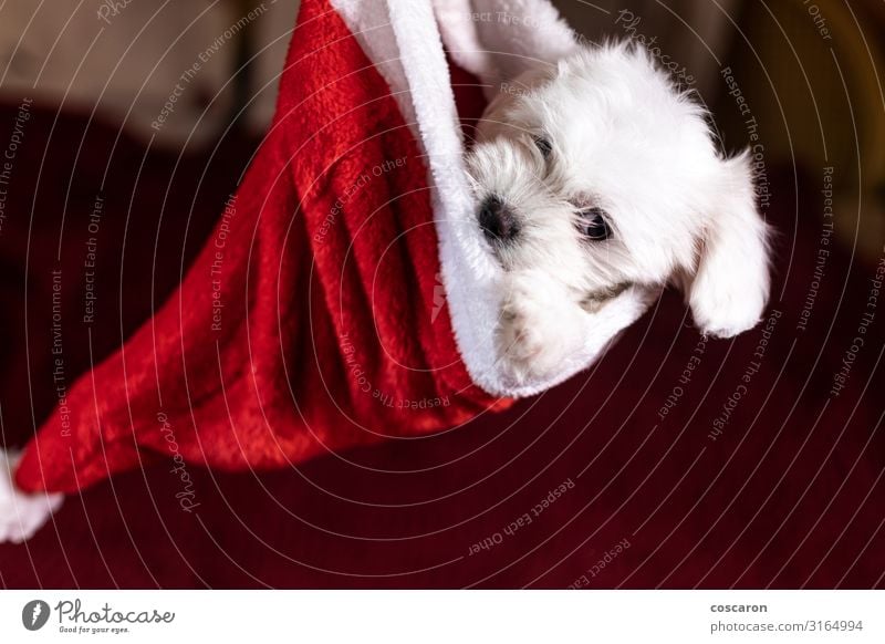 Maltese puppy inside of a Santa's hat on Christmas Face Winter House (Residential Structure) Living room Feasts & Celebrations Christmas & Advent New Year's Eve