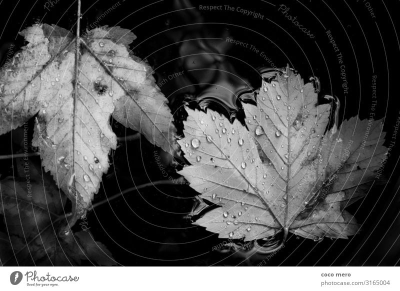 leaves Nature Water Drops of water Autumn Leaf Observe Calm Relaxation Black & white photo Exterior shot Close-up Day Reflection